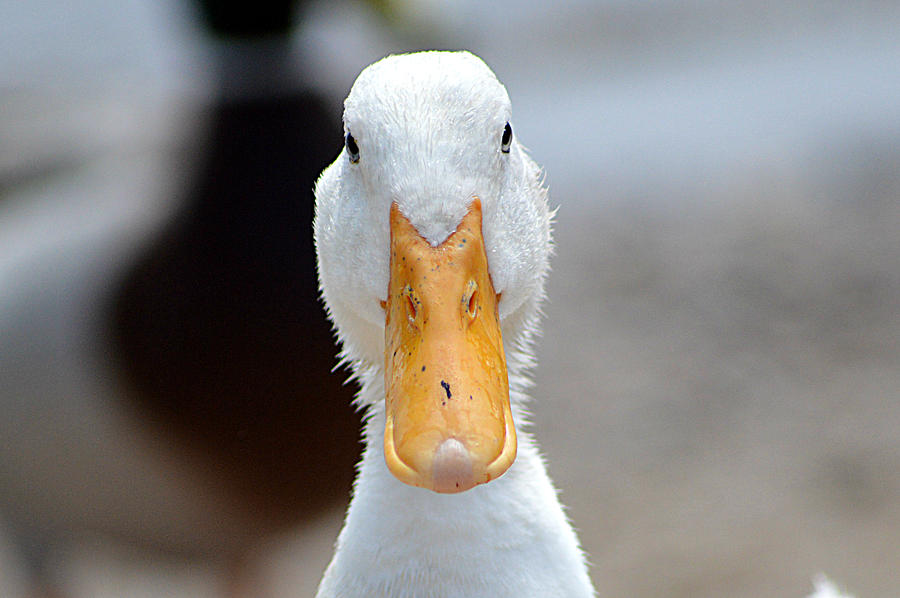 Duck Photograph by Natalie Brennan - Fine Art America