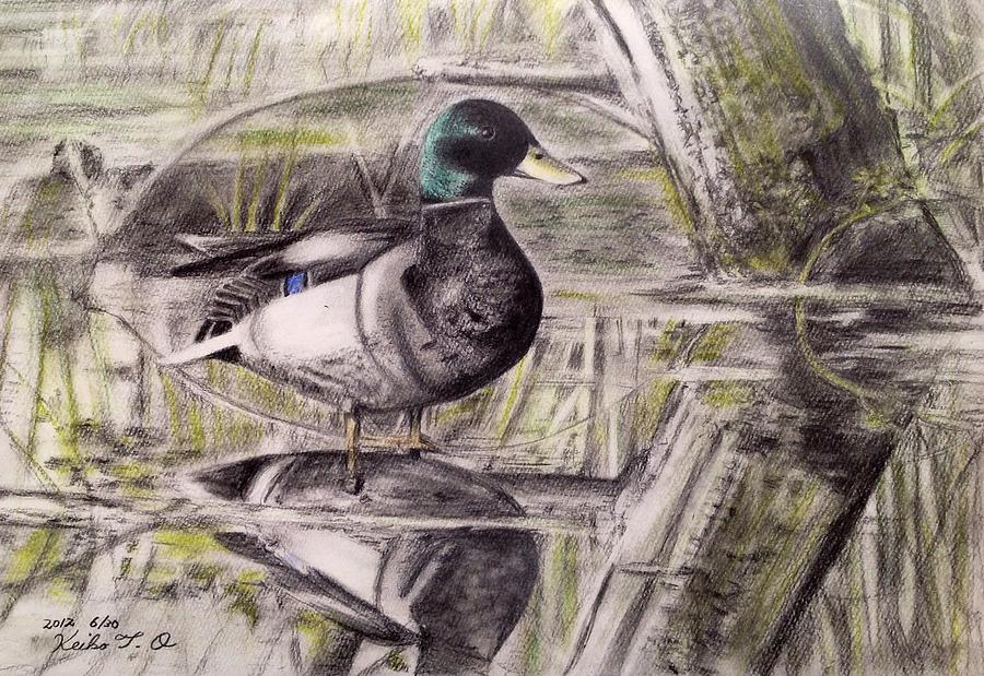 Duck Drawing - Duck of pond by Keiko Olds