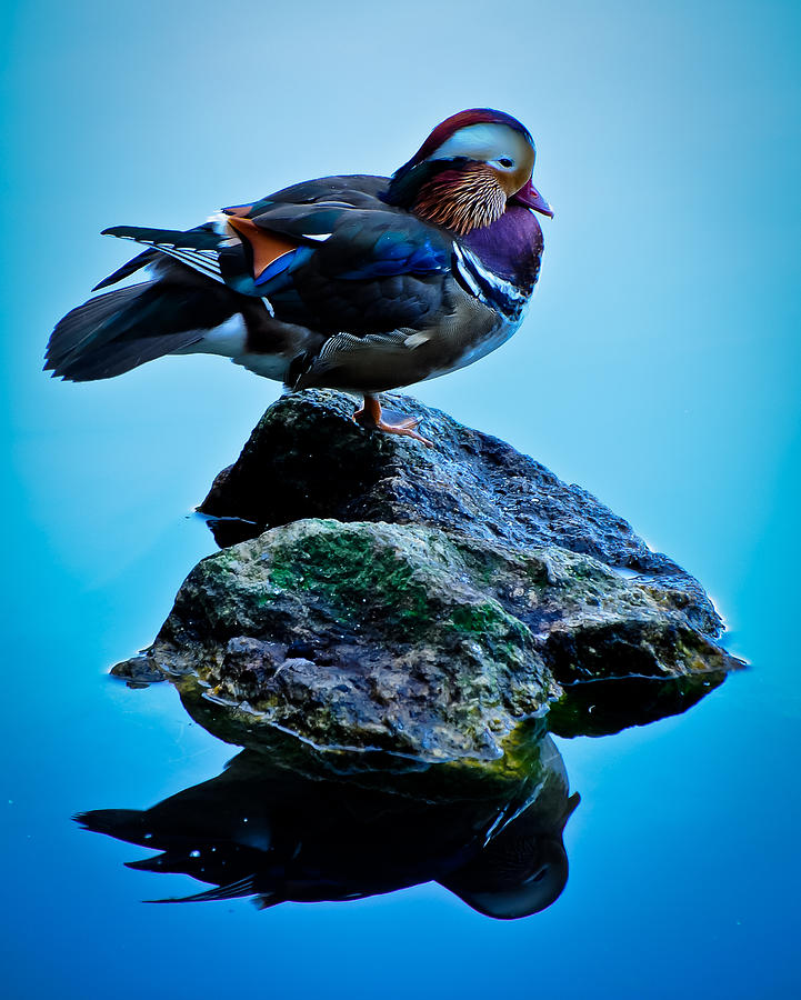 Duck Photograph - Duck on Blue by Ron Plasencia