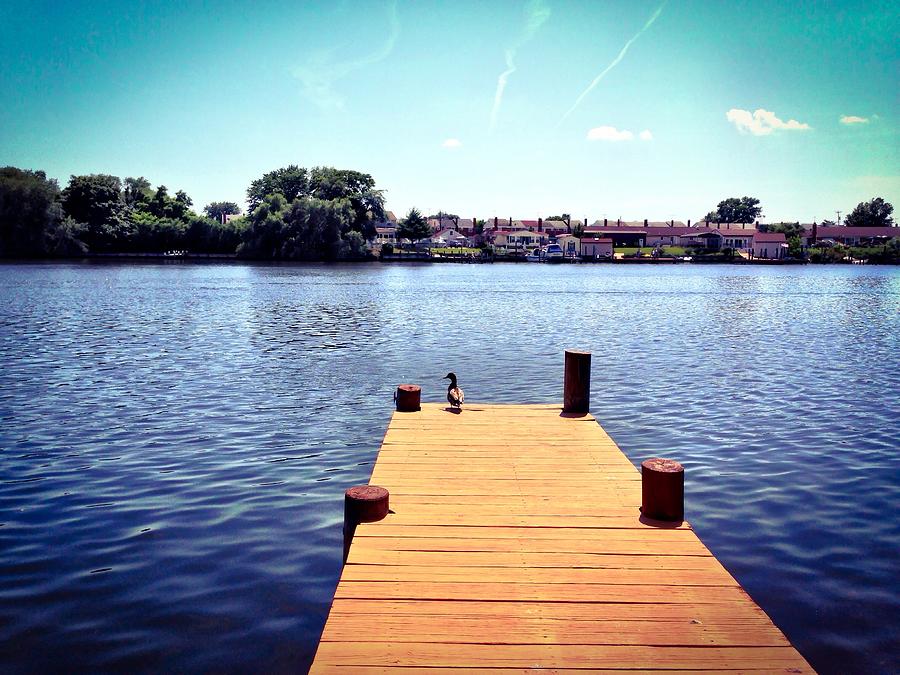 Duck On Dock Photograph