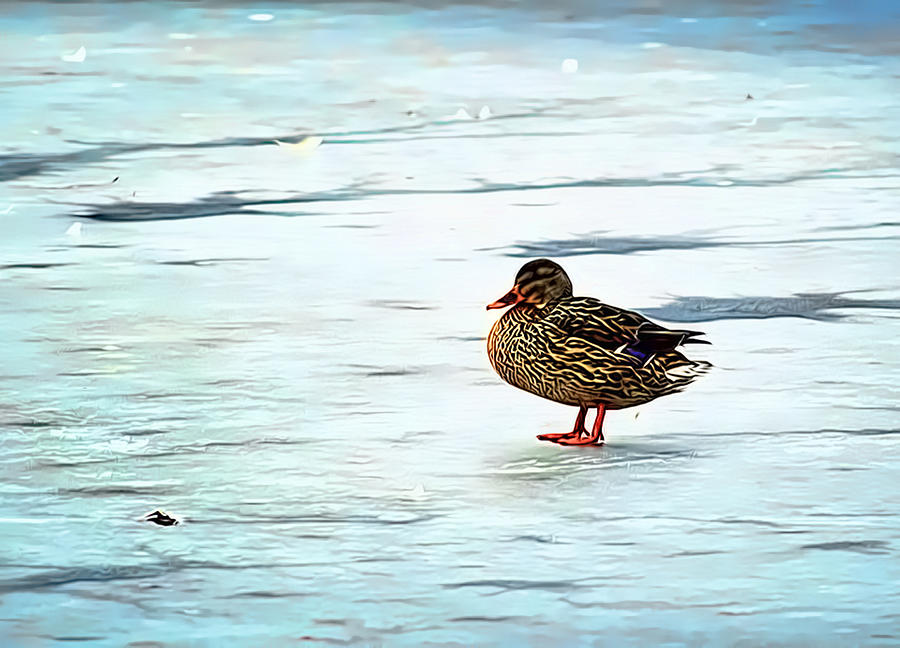 Duck On Frozen Pond Photograph