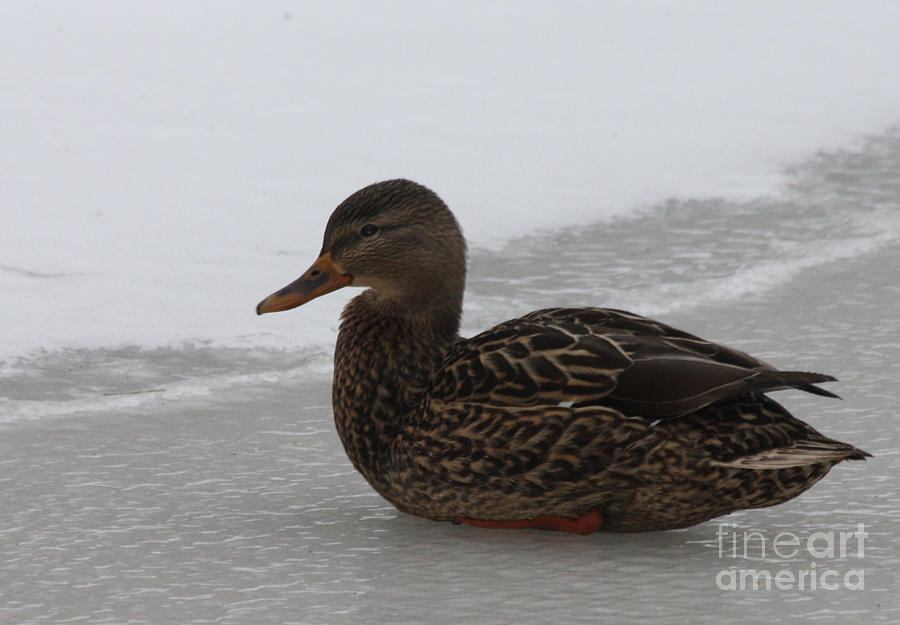 Duck on Ice Photograph by John Telfer