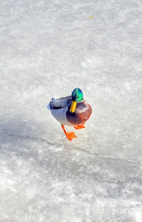 Duck on ice Photograph by PatriZio M Busnel