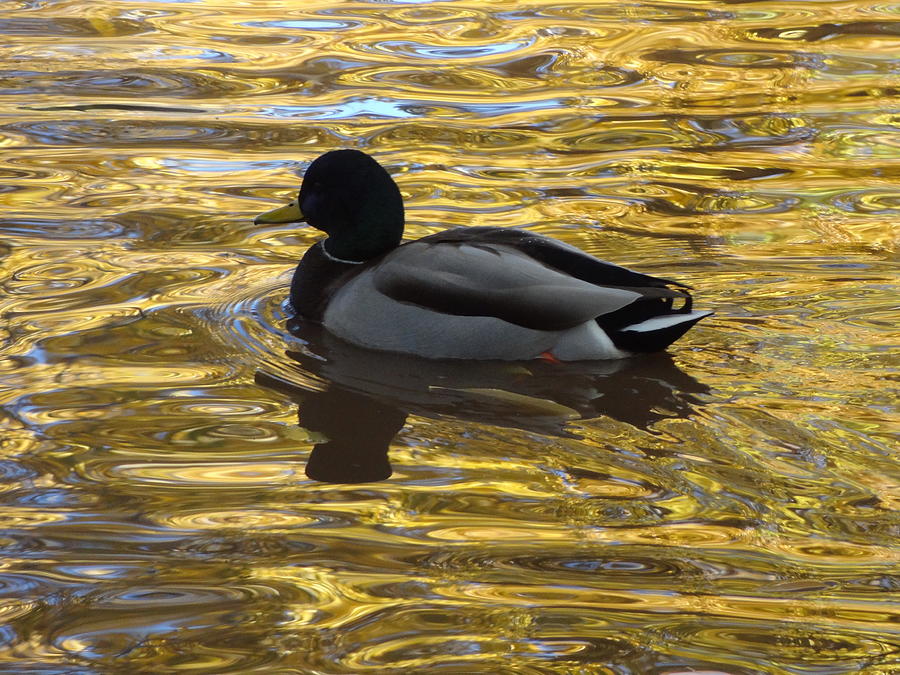 Duck on Water I Photograph by Lanita Williams