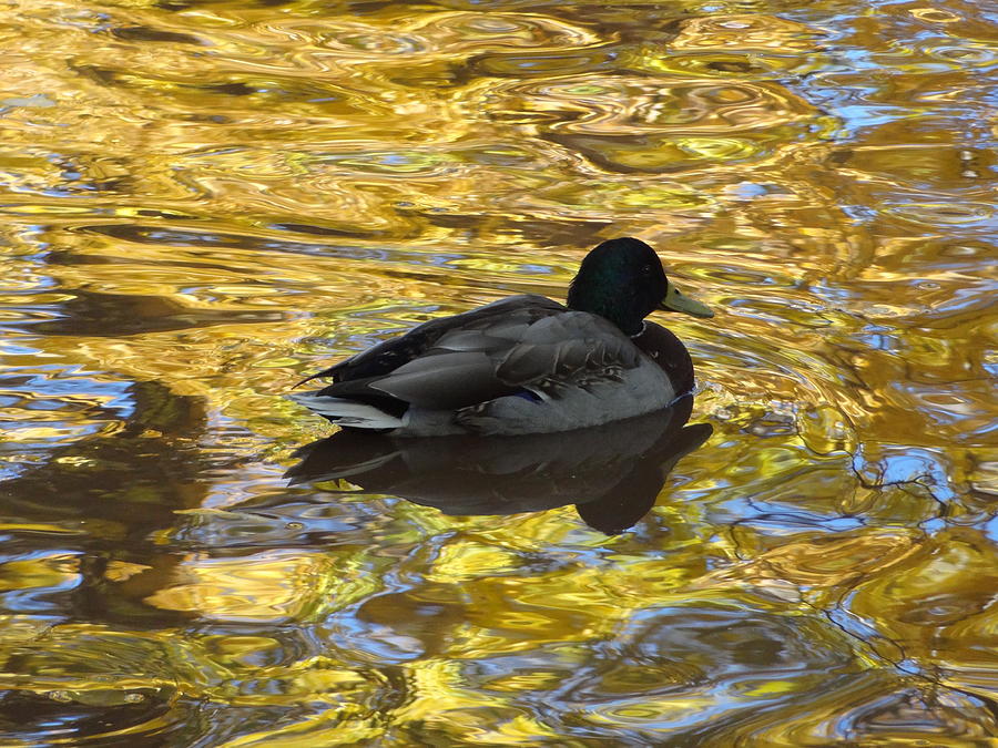 Duck on Water II Photograph by Lanita Williams