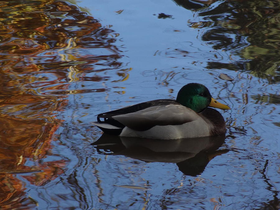 Duck on Water III Photograph by Lanita Williams