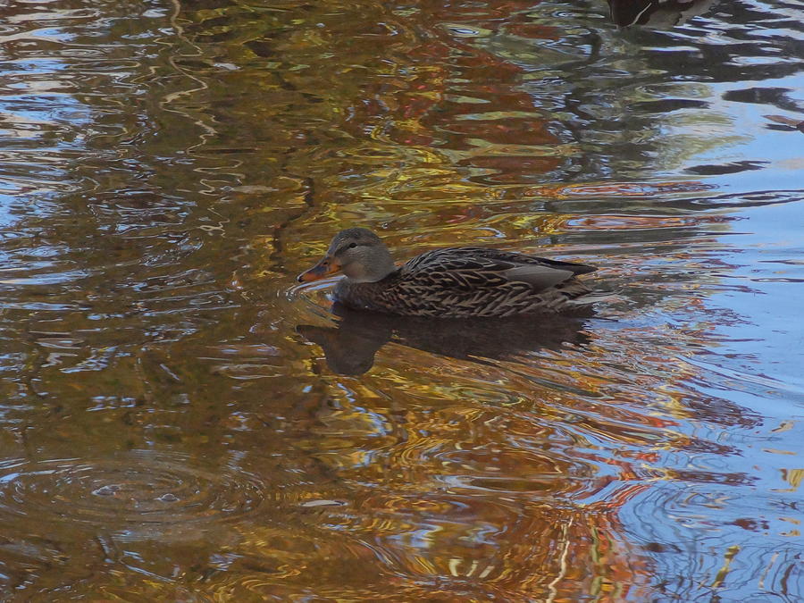 Duck on Water V Photograph by Lanita Williams
