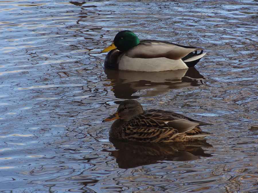 Duck on Water VI Photograph by Lanita Williams