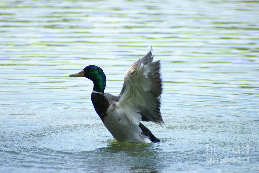 Duck out of Water Photograph by Cody Luzier - Fine Art America