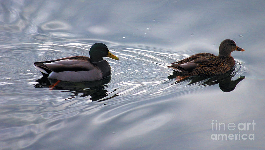 Duck Pair Photograph by Sharon Elliott