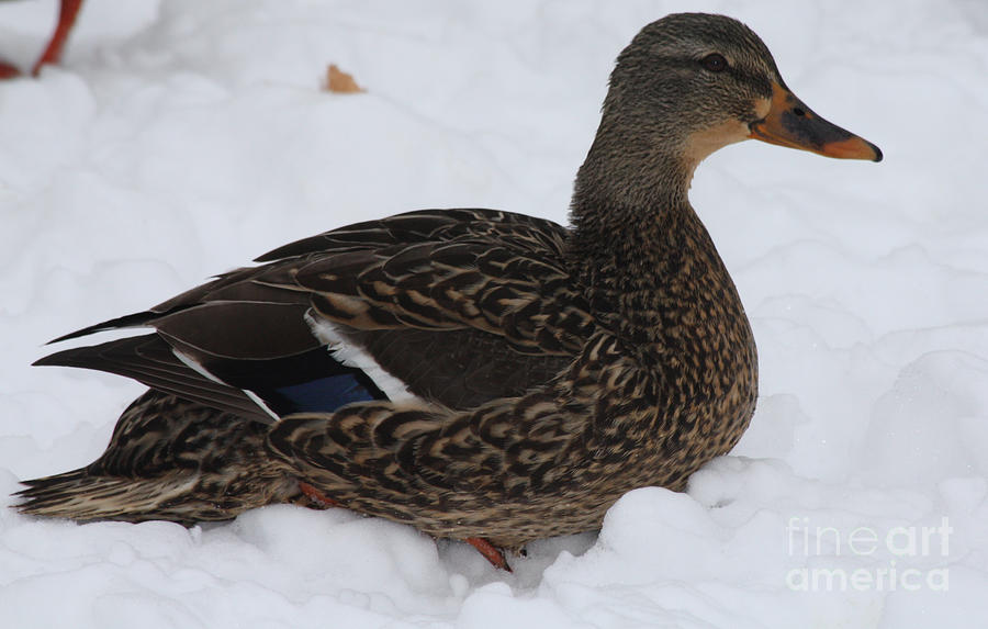 Duck Playing in the Snow Photograph by John Telfer