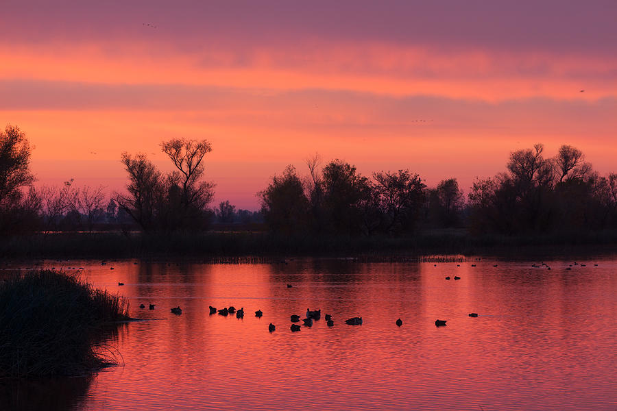 Duck Pond Dawn Photograph by Kathleen Bishop