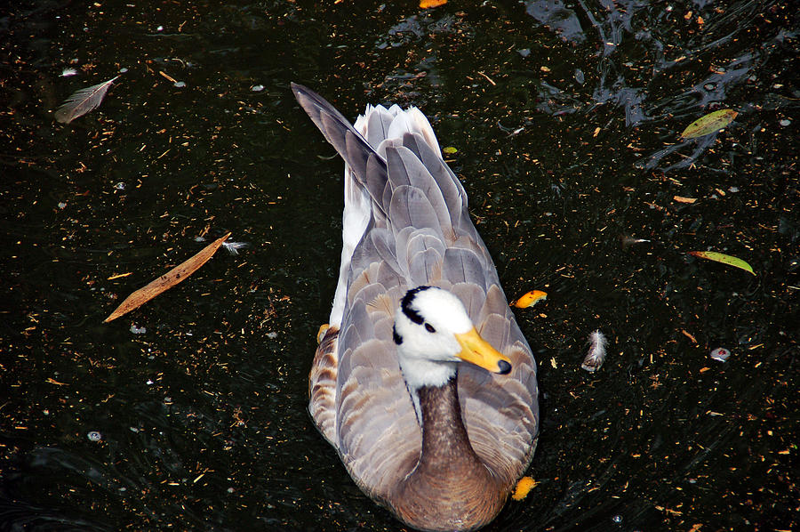 Duck Portrait Photograph by Aimee L Maher ALM GALLERY