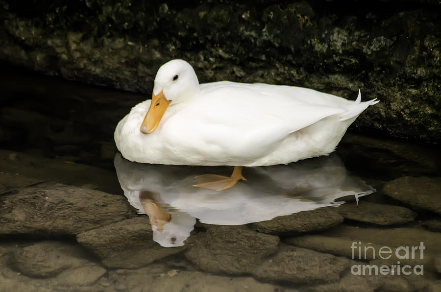 Duck Reflection Photograph by Michelle Meenawong