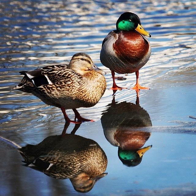 Duck Photograph - Duck Reflections #ducks #mallards by Lisa Thomas