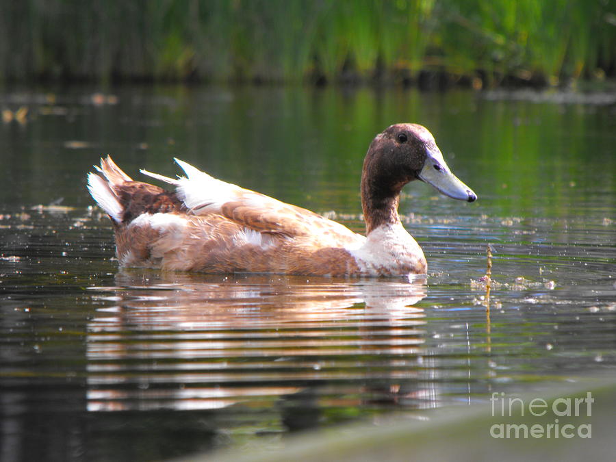 Duck Reflections Photograph by Erick Schmidt