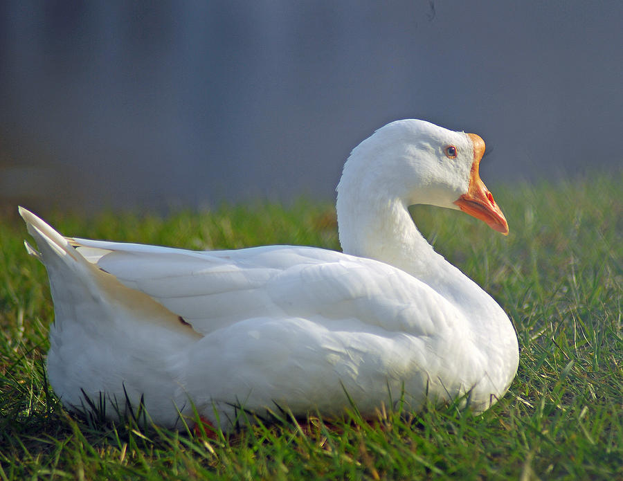 White Goose Relaxing and Enjoying the Sun Photograph by Diane Bell