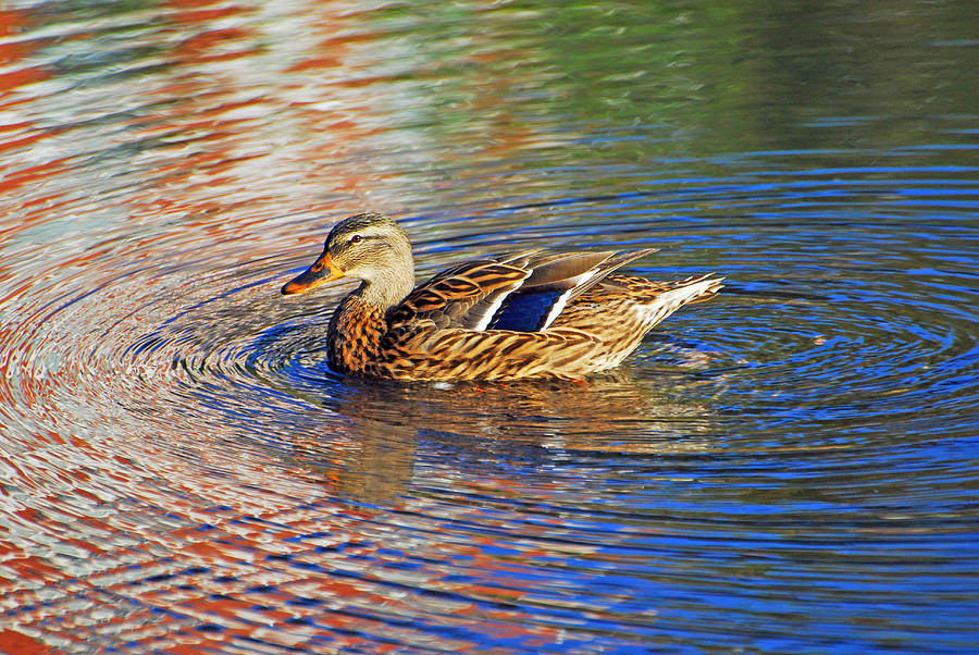 Duck Rippling Photograph by Willie Harper