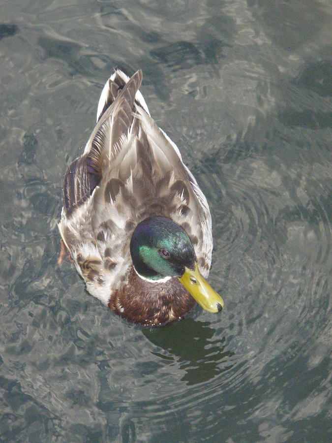 Duck Photograph by Robert Nickologianis