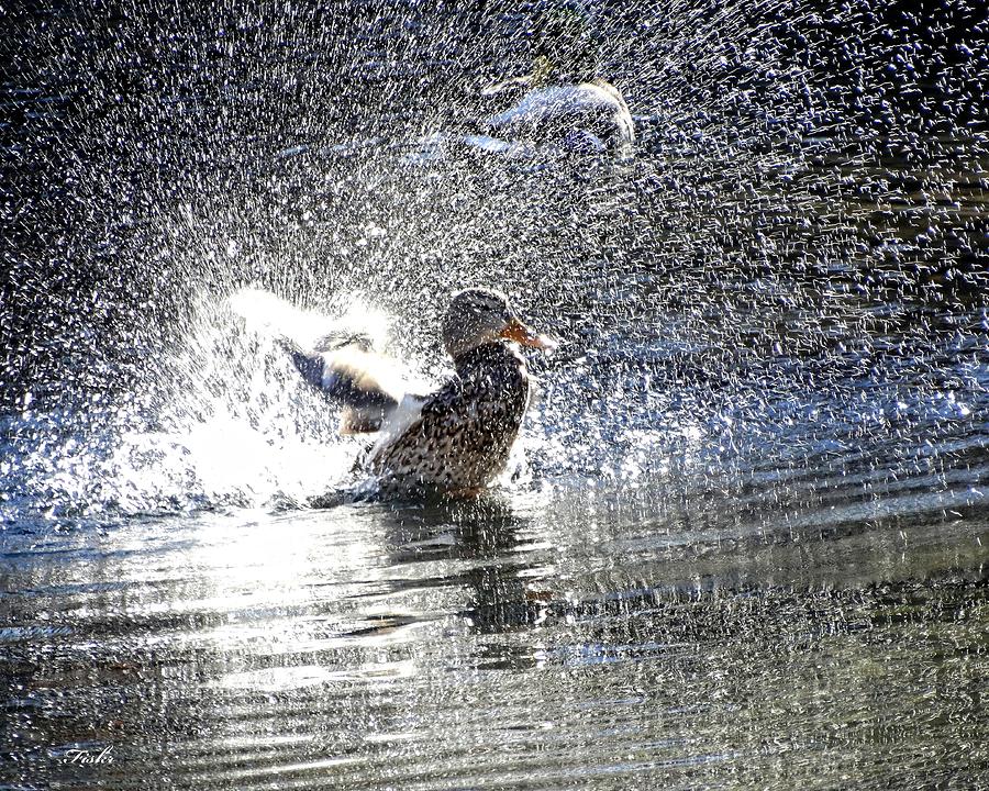 Duck Shower Photograph by Fiskr Larsen