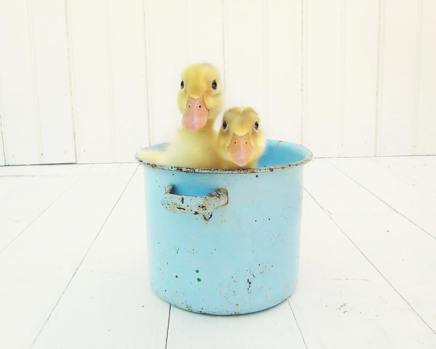 Ducklings Photograph - Duck Soup by Amy Tyler