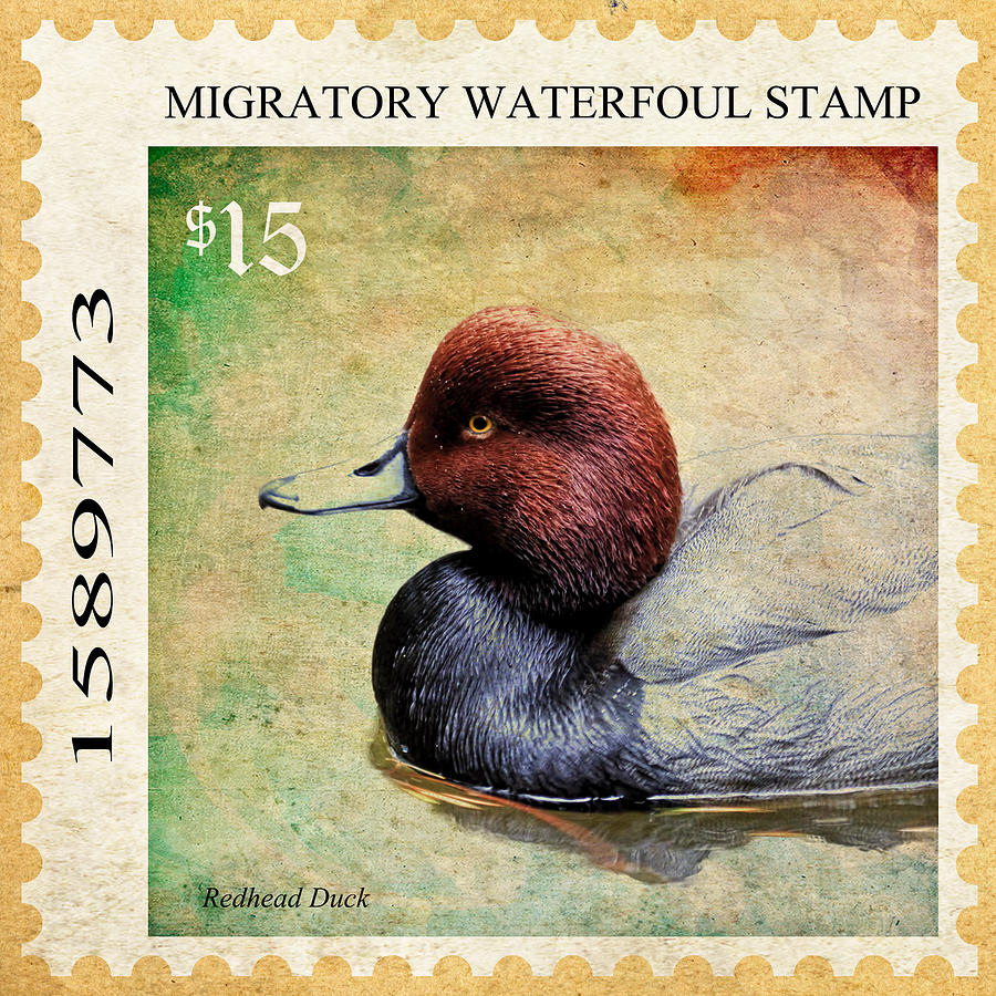 Duck Stamp  Photograph by Steve McKinzie