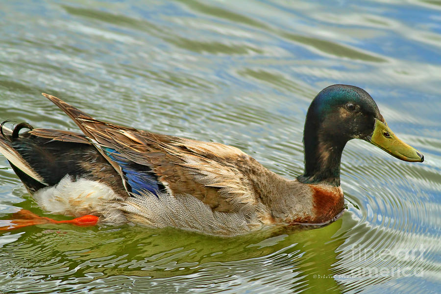 Duck Stroll Photograph by Deborah Benoit