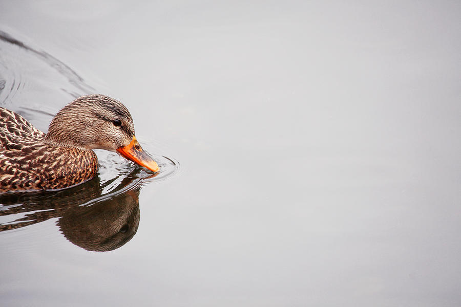 Duck Swim Photograph by Karol Livote