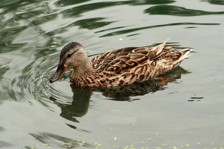 Duck Swimming in a Lake Photograph by Robert Hamm - Fine Art America