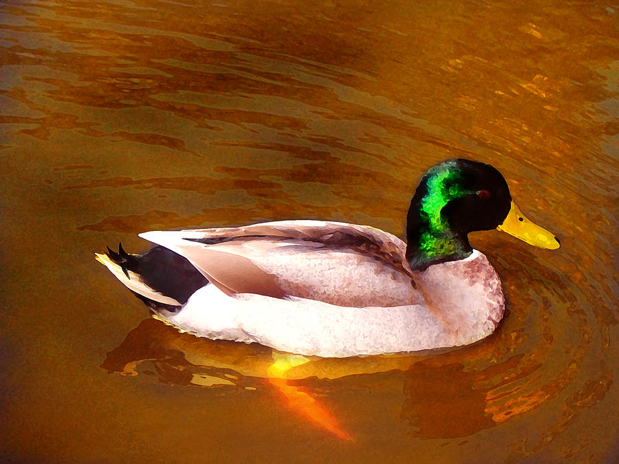 Duck Swimming on Golden Pond Painting by Amy Vangsgard