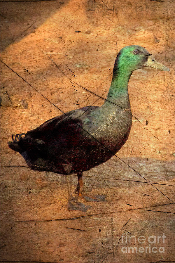 Duck-Textured Photograph by Douglas Barnard
