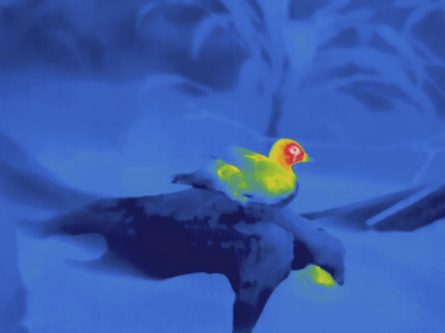 Duck, Thermogram Photograph by Science Stock Photography