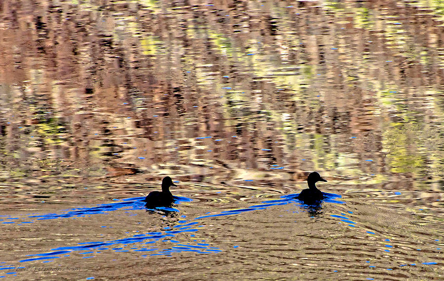 Duck Trails Photograph by Britt Runyon