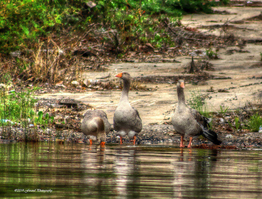 Duck Trio Photograph by Debra Forand