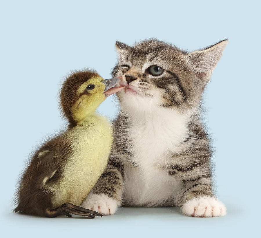 Duck Tweaking The Lip Of Tabby Kitten Photograph by Mark Taylor