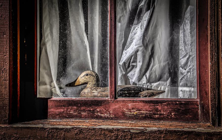 Duck Under Glass Photograph by Ray Congrove