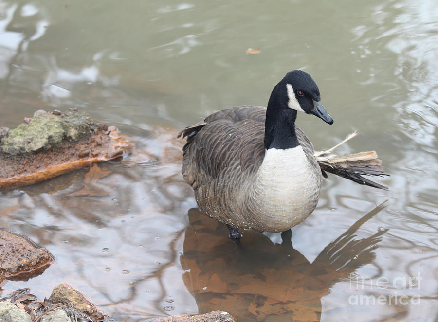 Duck Wading In A Stream Photograph by John Telfer