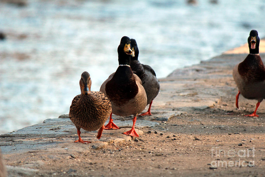 Duck Walk Photograph by David Jackson