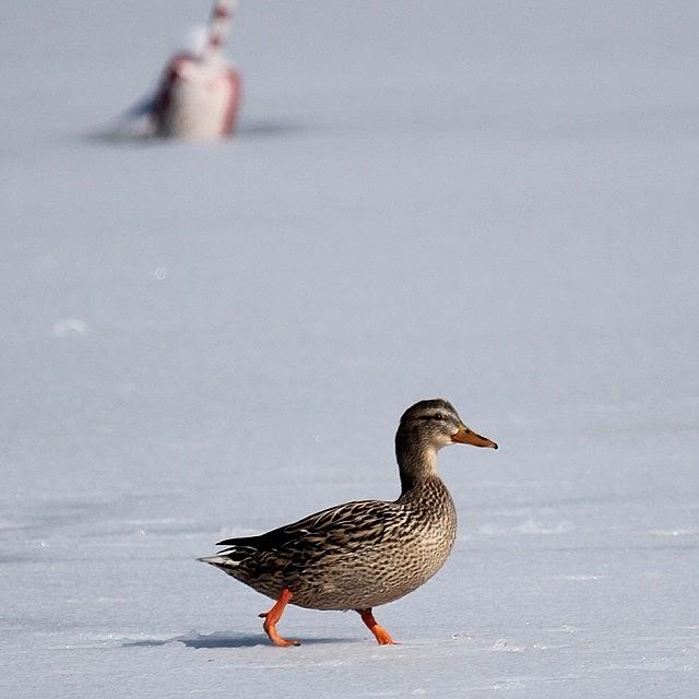 Winter Photograph - Duck Walk #duck #mallard #ice #pond by Lisa Thomas