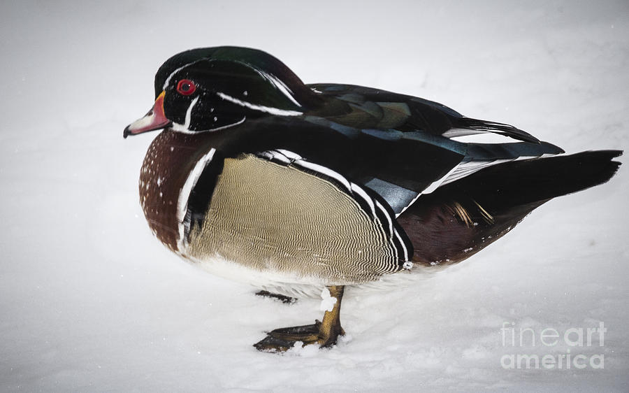 Duck Walk in Snow Photograph by Joann Long