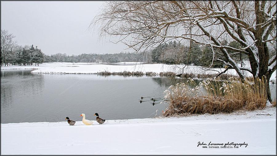 Duck Walk Photograph by John Loreaux