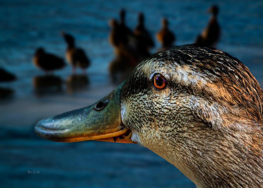Duck Photograph - Duck Watching Ducks by Bob Orsillo