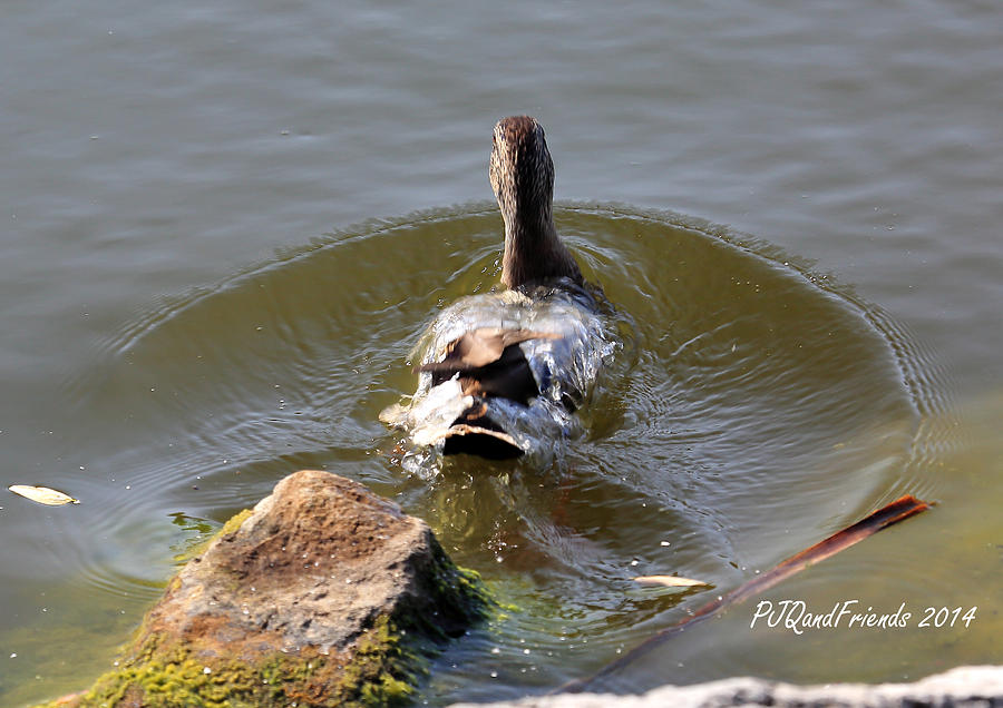 Duck Wave Photograph by PJQandFriends Photography