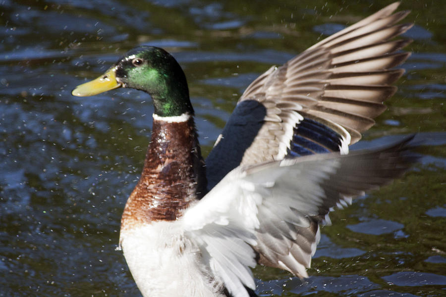 Duck Wings Photograph by Walter Wellborn - Fine Art America