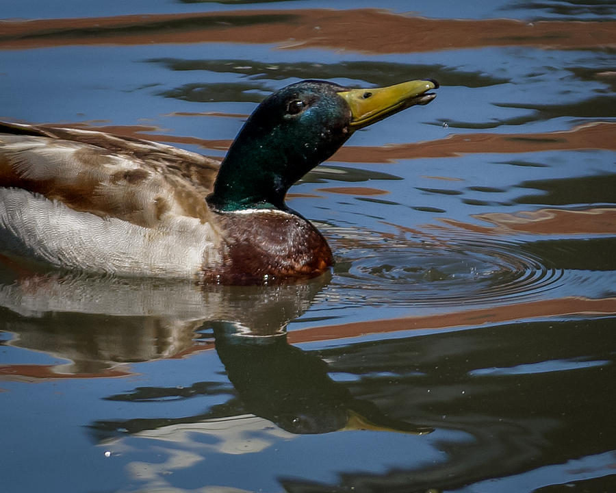 Duck with Lips Photograph by Ernest Echols