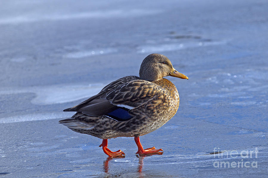 Duckie on Ice Photograph by Sharon Talson