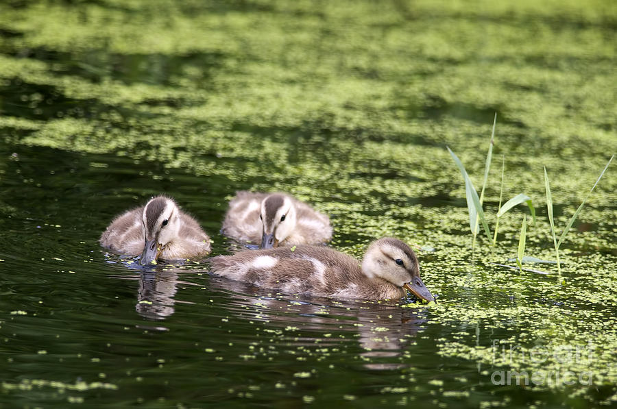 Mallard Photograph - Duckies Three by Sharon Talson
