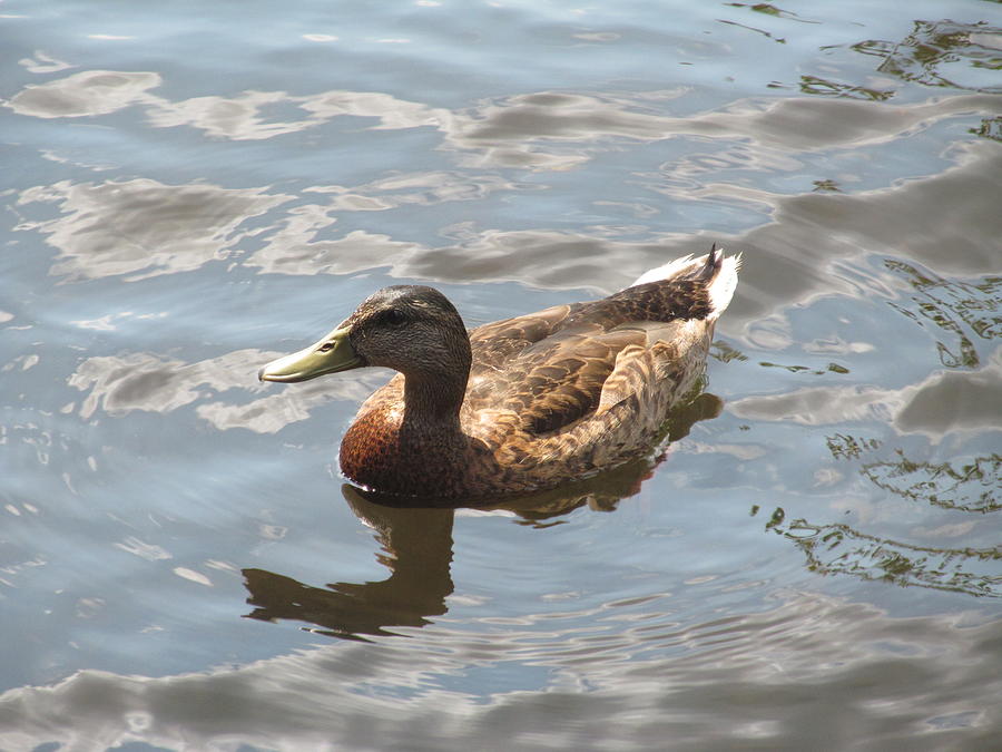 Duckin In Photograph by Loretta Pokorny