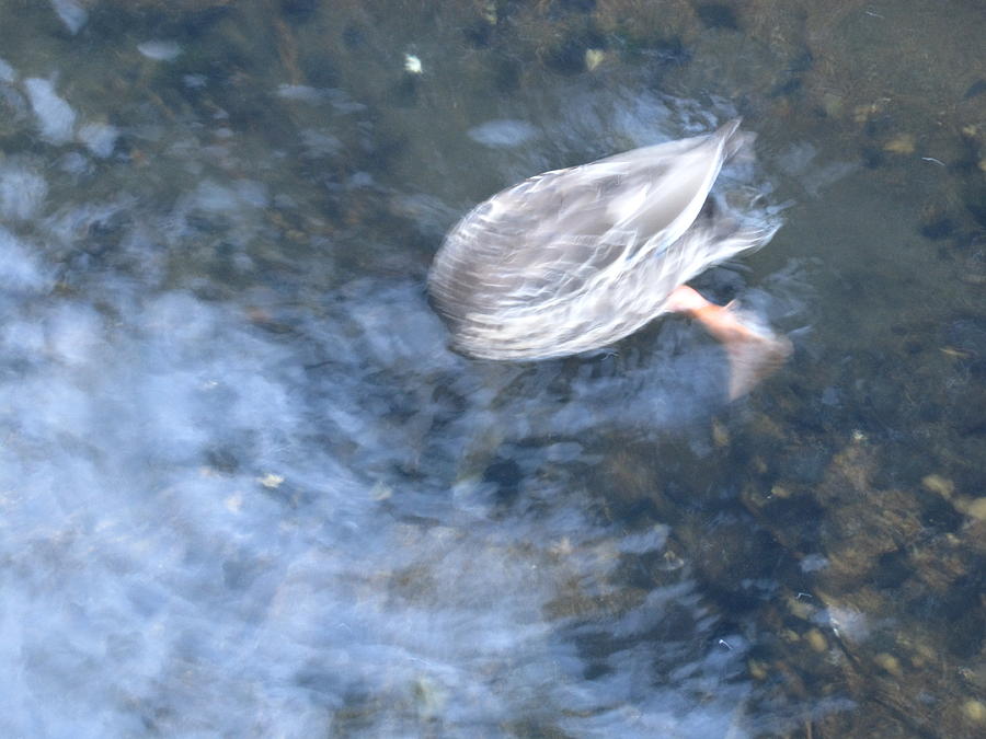 Duck Photograph - Theres something in the water 2 by Ingrid Van Amsterdam