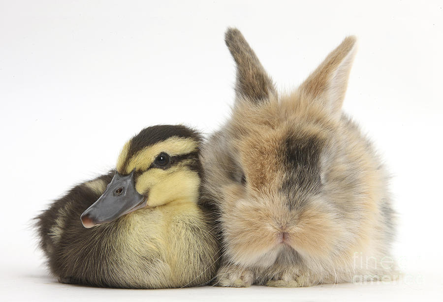 Duckling And Baby Bunny Photograph by Mark Taylor